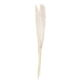 Bleached Pampas Grass (Pack of 5 Stems)