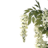 Cream Wisteria Potted Tree (5ft)