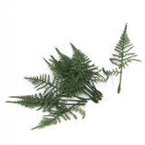 Green Fern Leaves