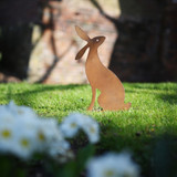 Nature Silhouette Morning Hare