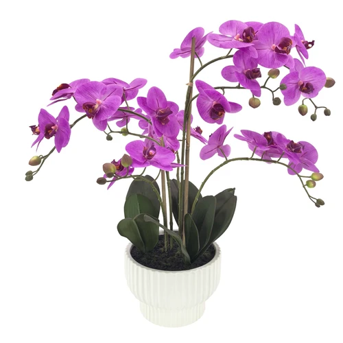 Fuchsia Pink Orchid with 5 Stems in White Ceramic Pot (63cm H)