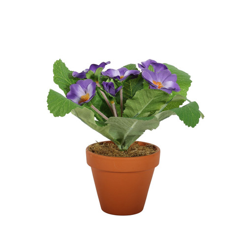 Purple Small Primula Bush in Terracotta Pot (8.5cm)