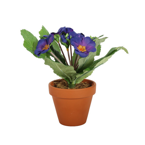 Deep Purple Small Primula Bush in Terracotta Pot (8.5cm)