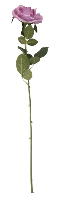 Essential Lavender Arundel Open Rose