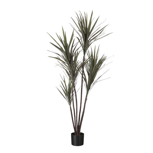 Green Dracena Marginata Potted Plant (122cm H)