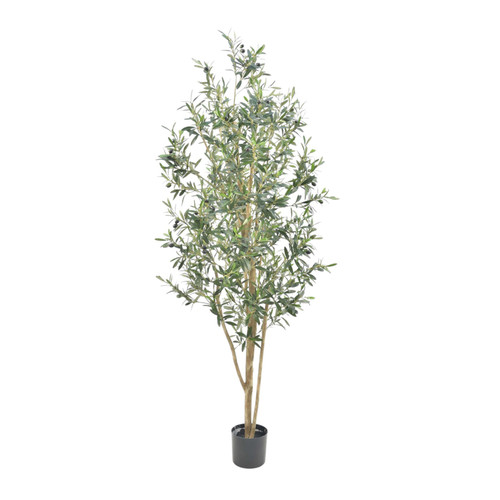 Green Olive Tree Potted (2600 Leaves and 66 Fruits) (152cm).