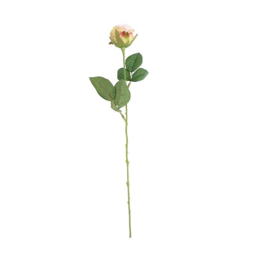 Rose - Buckingham Pink Light