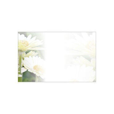 Flat Message Cards - White Gerberas
