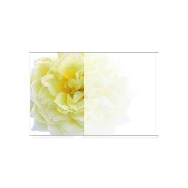 Flat Message Cards - Large Yellow Rose