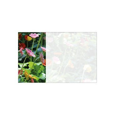 Flat Message Cards - Colourful Gerberas