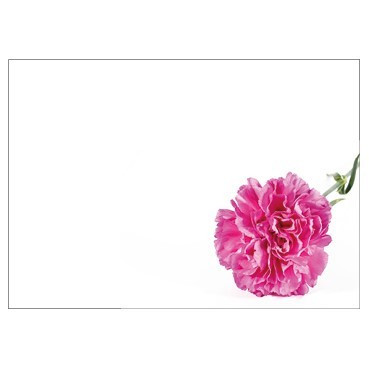 Flat Message Cards (Large) - Pink Carnation