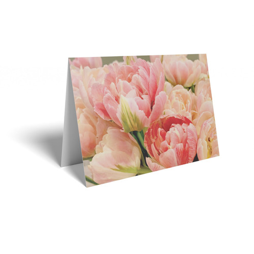 Folded Message Cards (Flower Care Info) - Pink Tulips