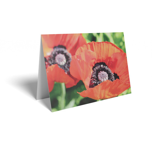 Folded Message Cards (Flower Care Info) - Red Poppies