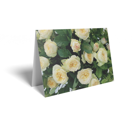 Folded Message Cards (Flower Care Info) - Pale Yellow Rose