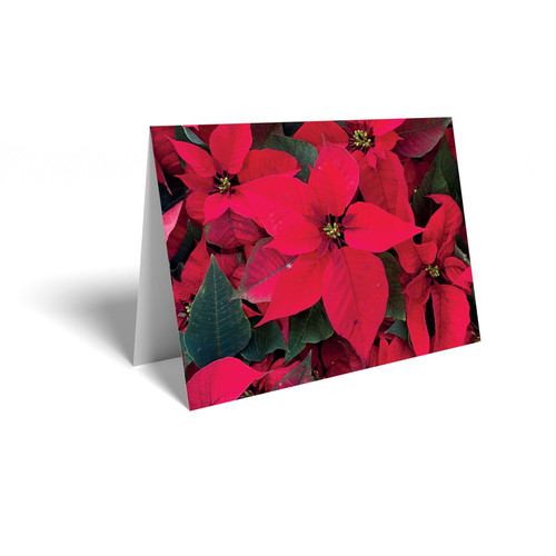 Folded Message Cards - Poinsettias