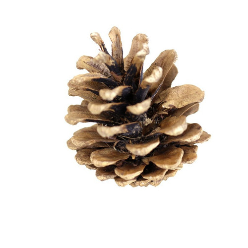 Cones - Austriaca Natural (1kg)
