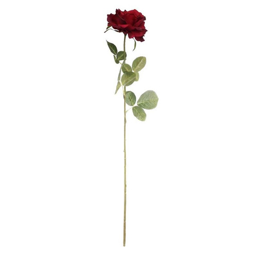 Rose Stem - Arundel Burgundy Open