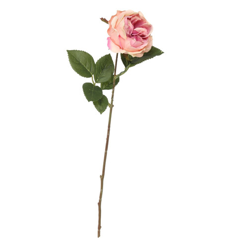 Rose Stem - Balmoral Old Garden Light Pink