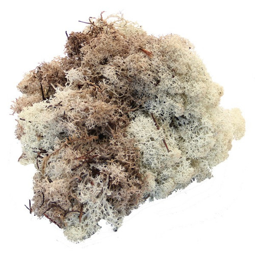 Moss - Reindeer Natural (500g)