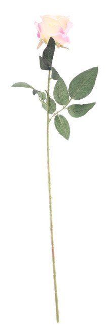 Essential Ivory Arundel Rose