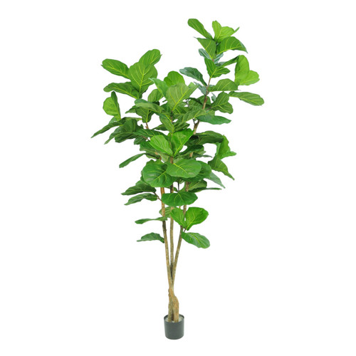 Green Fiddle Leaf Tree Potted (6ft)