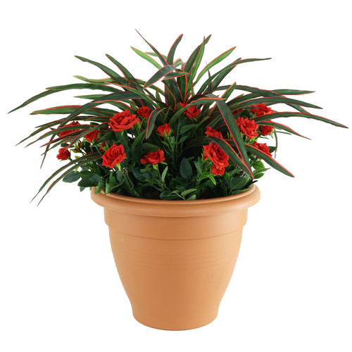 Red Spider Rose Patio Planter