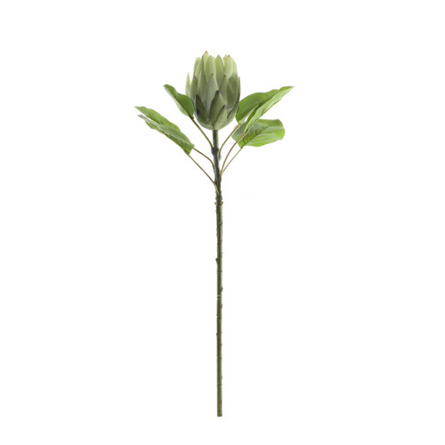 Green Large Protea (65cm)