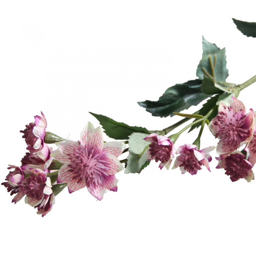 Dusky Pink Astranria 