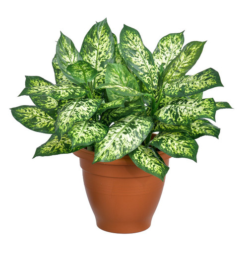 Green & White Dieffenbachia Potted Plant (52cm)
