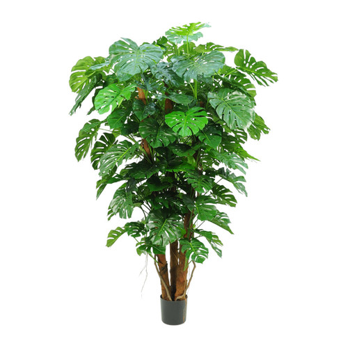 Split Philo Plant Potted (7Ft)