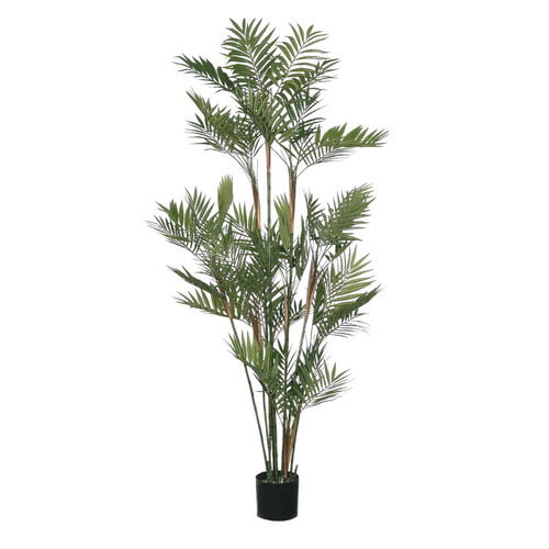 Green Parlour Potted Palm (5ft)