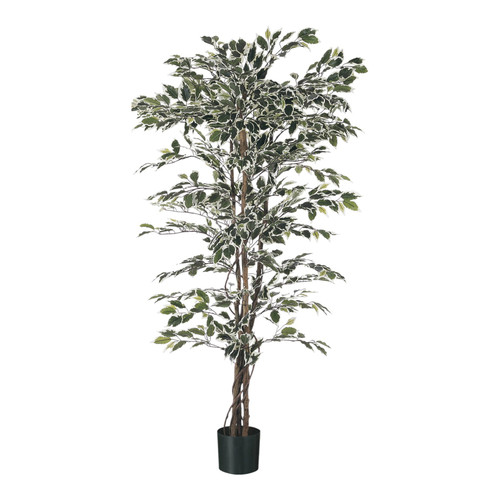 Green Variegated Ficus Potted Tree (4ft)