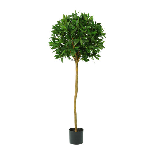 Green Sweet Bay Ball Potted Tree (4ft)