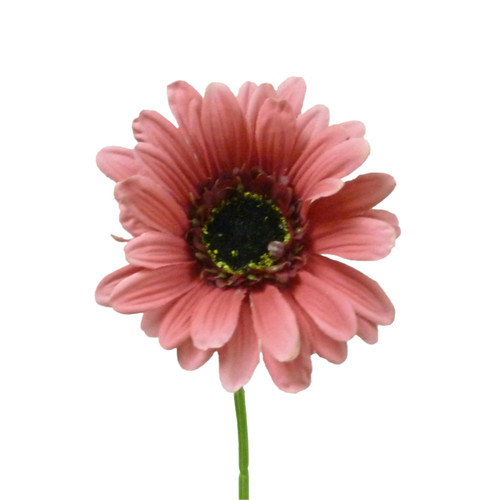 Hot Pink Gerbera (35cm)