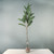St Moritz Pine Spray 81cm 