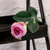 Rose - Buckingham Purple