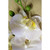 Orchid Spray (Phalaenopsis) White - Artificial Flowers Collection