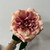 Rose Stem - Balmoral Wild Pink