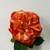 Balmoral Wild Rose Orange