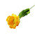 Essential Tulip - Parrot Yellow (70cm)