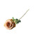 Essential Vintage Nude Garden Rose