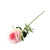 Essential Soft Pink Garden Rose