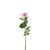 Essential Lilac Garden Rose