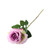 Essential Lilac Garden Rose