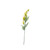 Essential Yellow Thistle 