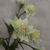 White Astrantia with 14 Flowers (50cm)