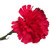 Red Single Carnations (12 Stems)