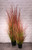 Potted Bronze Stipa Grass (122cm)