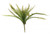 Boston Fern (50cm)