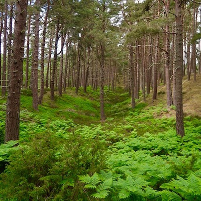 The Inspirational Landscape of Inverness Gleams from Patricia Locke’s Latest Green Jewelry